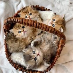 Chatterie des Blancs Cotons, Haute-Goulaine - Horaires d'ouverture