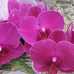Azi'Lys Fleurs, Bignan - Horaires d'ouverture