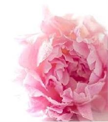 SarahFlorale, Vibersviller - Horaires d'ouverture