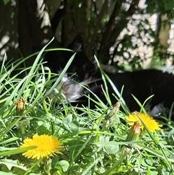 V. A.'Cats Tranquilles (pension pour chats - garde de chats), Guînes - Horaires d'ouverture