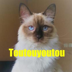 Toutouyoutou, Rennes - Horaires d'ouverture