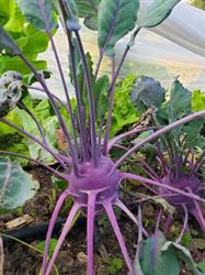 Potager Label Vie, Cergy - Horaires d'ouverture