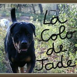 La colo de JADE - Pension Canine, Velaux - Horaires d'ouverture