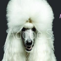 Au Chien Mignon, Gourdon - Horaires d'ouverture