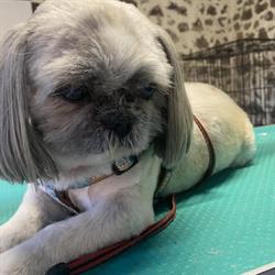 Le Chien Chic, Augignac - Horaires d'ouverture