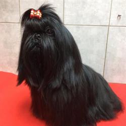 Albertville Beauté Canine, - Horaires d'ouverture