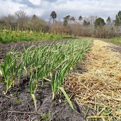 Les jardins de Bezin, Arengosse - Horaires d'ouverture