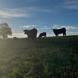 La ferme vers l'air, Brullioles - Horaires d'ouverture