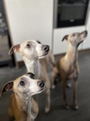 Elevage de Whippet Le domaine le haut blanc Mesnil, Sainte-Marguerite-sur-Mer - Horaires d'ouverture