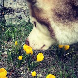 Mas du Loup Quercy, Pern - Horaires d'ouverture