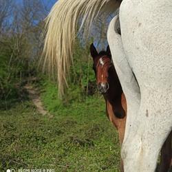 Akropol Arabians, Oytier-Saint-Oblas - Horaires d'ouverture