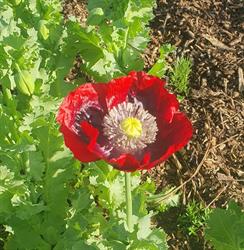 le jardin en herbier, Cubrial - Horaires d'ouverture