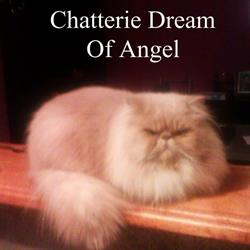 Chatterie Dream Of Angel, La Chapelle-d'Aligné - Horaires d'ouverture