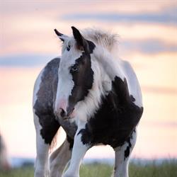 Elevage des adrets - Chevaux Irish Cob, Chevrières - Horaires d'ouverture