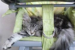 Chatterie Maine Coon Bayonne - Horaires d'ouverture