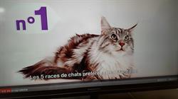Les Maine Coon des Célan d'or, Névez - Horaires d'ouverture