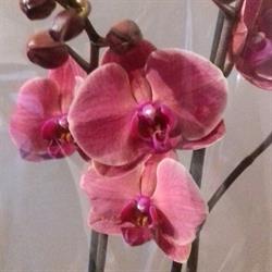 Esprit Nature Horticulture, La Meauffe - Horaires d'ouverture