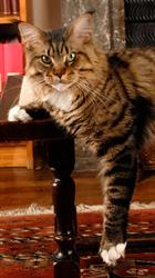 Chatterie Manicouagan, Auch - Horaires d'ouverture