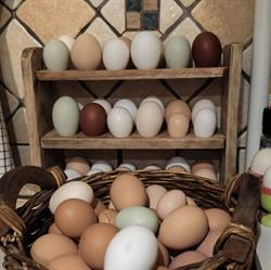 Les Oeufs du Jardin, Saint-Martin-d'Oney - Horaires d'ouverture