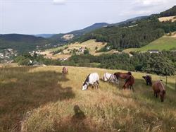 Pension pour chevaux Equi'libre, Lapoutroie - Horaires d'ouverture