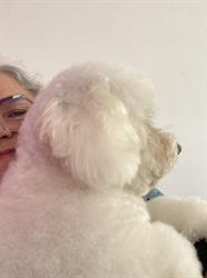 Marsi mon chien, Marsilly - Horaires d'ouverture