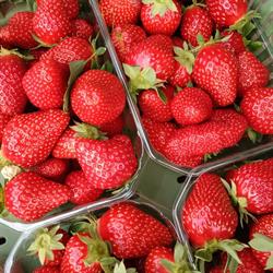 Fraises de la Vallée de la Course inxent, Inxent - Horaires d'ouverture