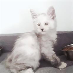 Shadow's angel Maine coon cattery, Vougy - Horaires d'ouverture