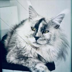 Shadow's angel Maine coon cattery, Vougy - Horaires d'ouverture