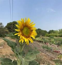 La ferme des tournesols, Éguilles - Horaires d'ouverture