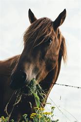 Communication animale Sophie Debarge, Franconville - Horaires d'ouverture