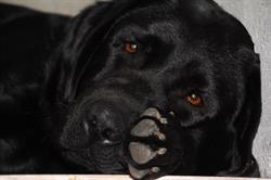 Labradors du Haut Castel de la Vire, Vire-Normandie - Horaires d'ouverture