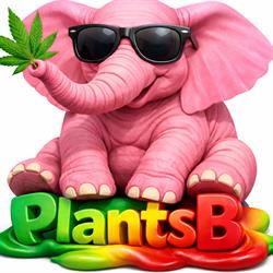 plants b, Bouchy-Saint-Genest - Horaires d'ouverture