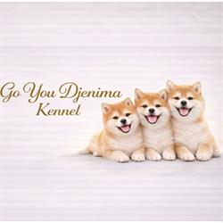 SHIBA INU Elevage - Go You Djenima since 2007, Vierzon - Horaires d'ouverture