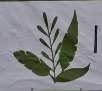 LA JARDINERIE DE JO, Varilhes - Horaires d'ouverture