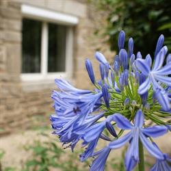 Aux agapanthes, Rochefort-en-Terre - Horaires d'ouverture