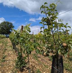 Clos Troteligotte - Visite d'un domaine viticole bio à Cahors, Villesèque - Horaires d'ouverture