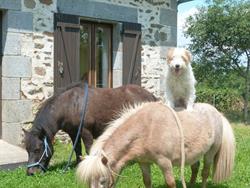 La petite maison de Gauchoux, vacances adaptées à la ferme, chambre, gite, vacances à la ferme, Peyrat-de-Bellac - Horaires d'ouverture