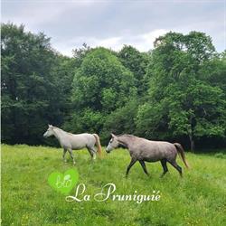 Domaine de La Pruniguié, Mirandol-Bourgnounac - Horaires d'ouverture