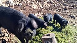 Les cochons de la Côte d'Azur, Saint-Cézaire-sur-Siagne - Horaires d'ouverture