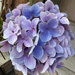 Art Fleurs, Saint-Jean-de-Maurienne - Horaires d'ouverture