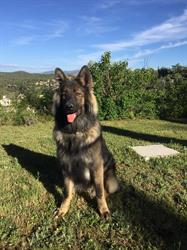 PASCAL Educateur canin - Comportementaliste à domicile sur rayon de 60 Km autour de Bourg en Bresse., Simandre-sur-Suran - Horaires d'ouverture