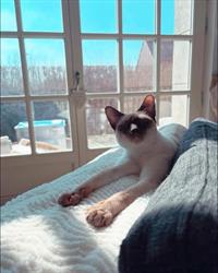 La Thaï Story Cattery, Marquette-lez-Lille - Horaires d'ouverture