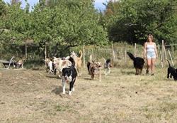 Pension canine Heaven dog, Champis - Horaires d'ouverture
