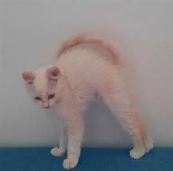 LE CHAT LAND' DAY - Pension pour chats - Garde de chats - Pet Sitter, Challans - Horaires d'ouverture